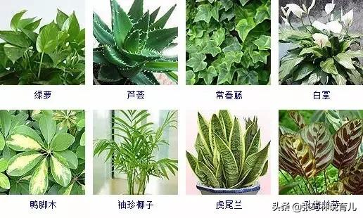 真正除甲醛从来就没有简单的方法,关于除甲醛的五种方法