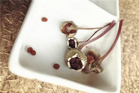 仙客来一盆变十盆视频,仙客来一盆种几棵