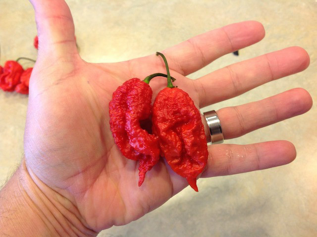 世界最辣辣椒1600万,世界最辣的辣椒排名视频