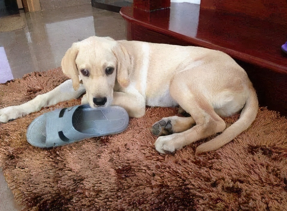 狗狗最喜欢的免费玩具,6-8个月狗狗玩的玩具推荐