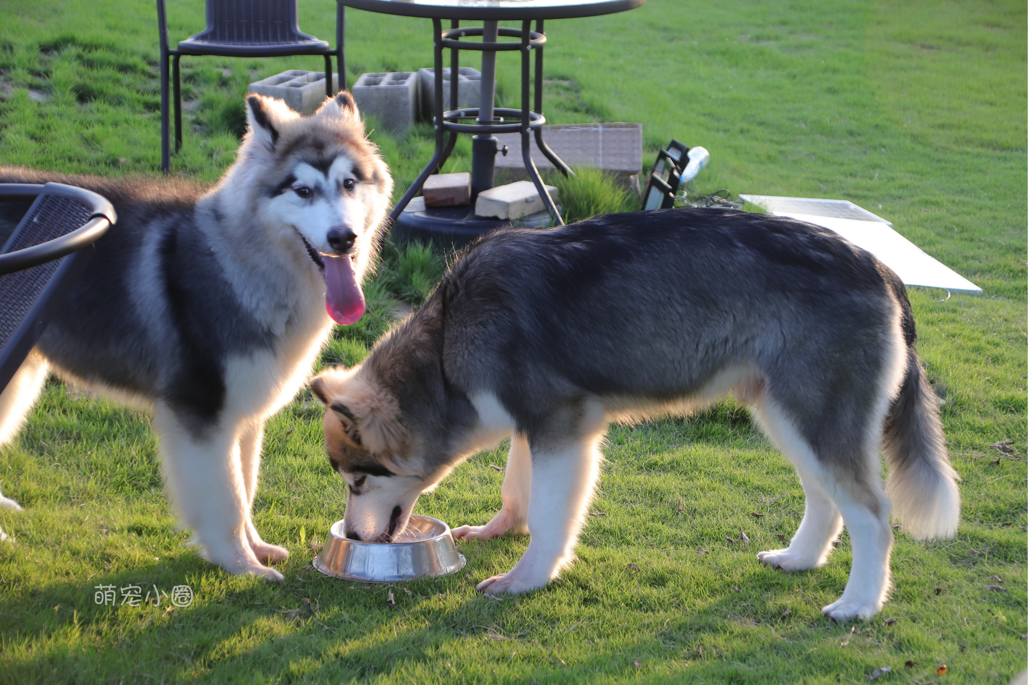宠主们这8种水不能长期给狗狗喝，兽医表示：长期喝等于慢性自杀