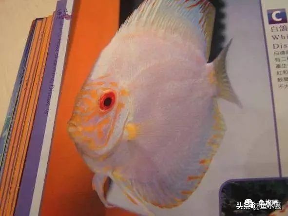 七彩神仙最好看的品种,七彩神仙多大分品种