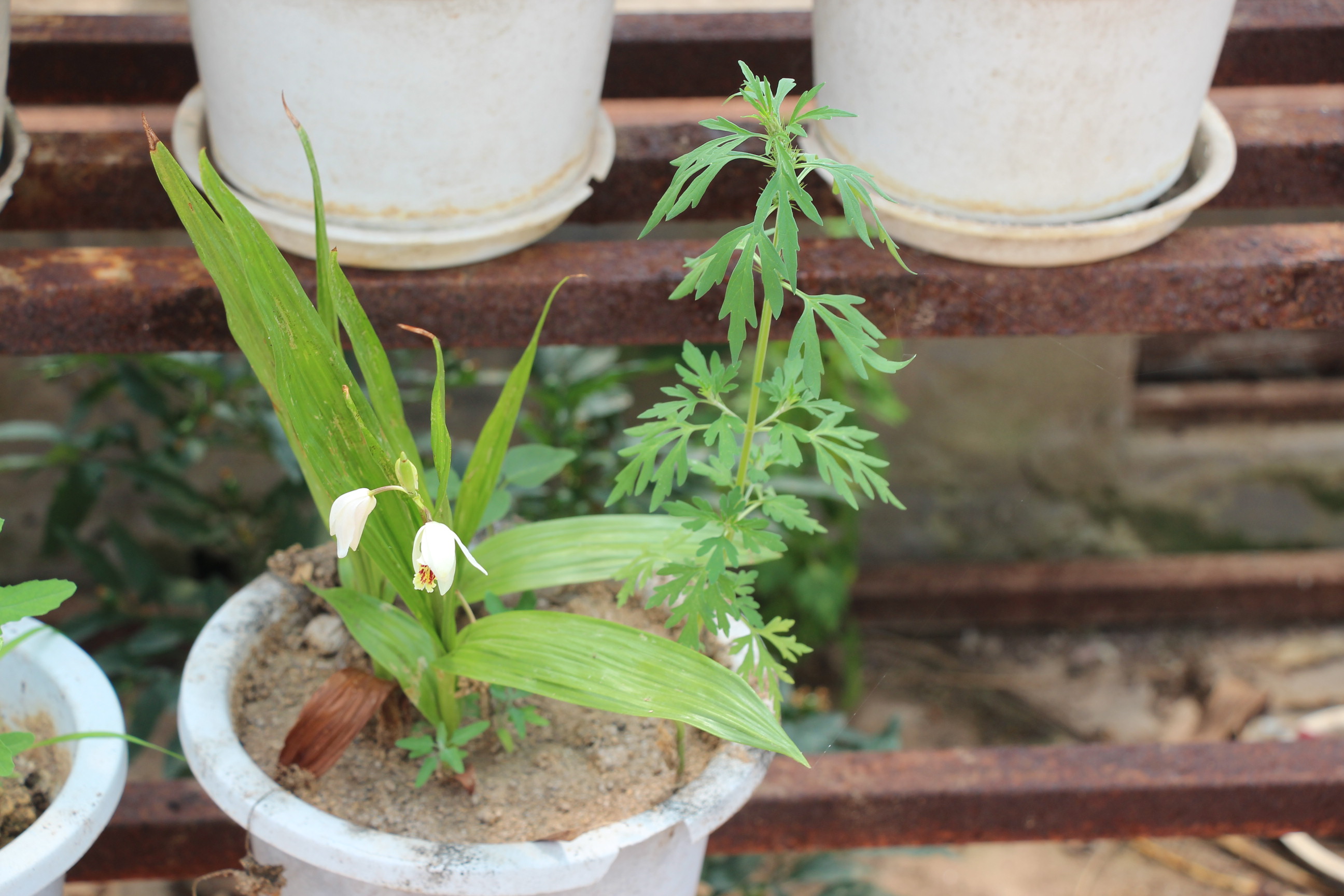 白芨出售时怎样分类,这段时间收购的白芨有哪些