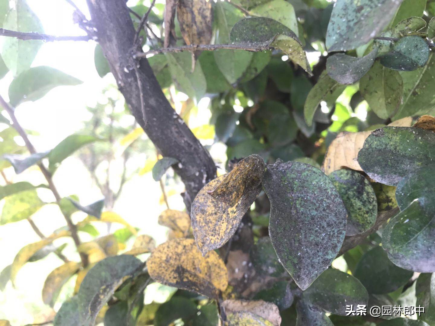 紫薇枝干上有许多小白点,手按一下还出现红色液体,怎么回事儿?