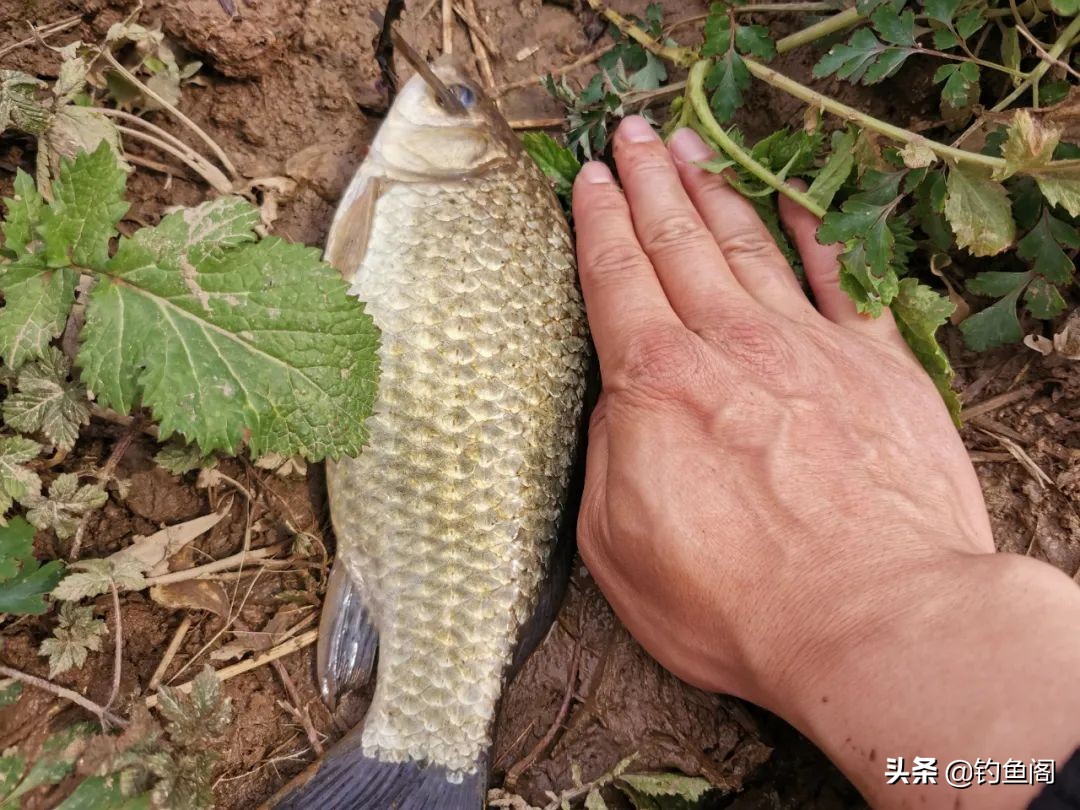 立秋以后钓鲫鱼，加这两种饵效果更好，何愁不上大板鲫