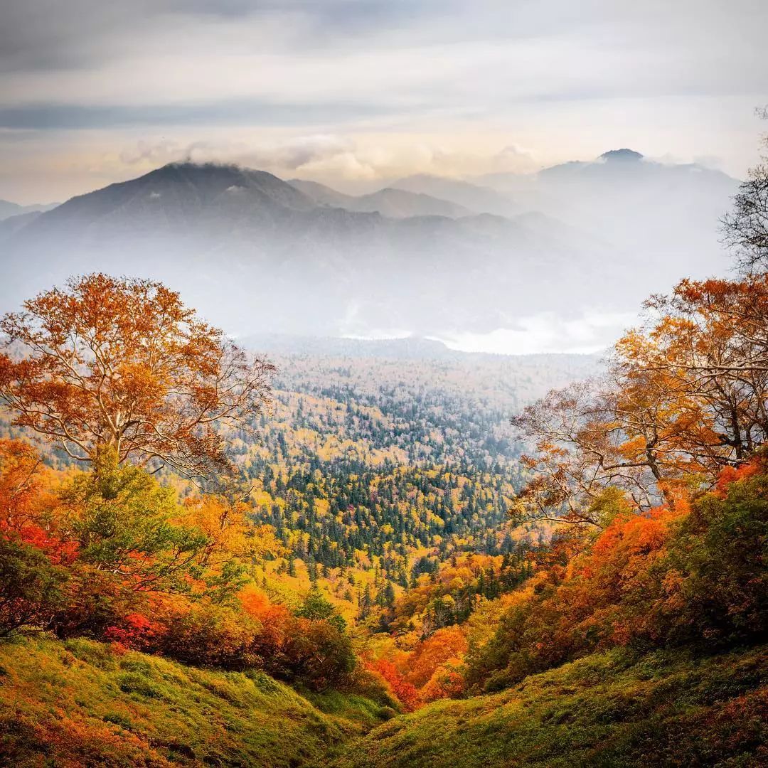 做个‘追枫少女’领略红叶之美！