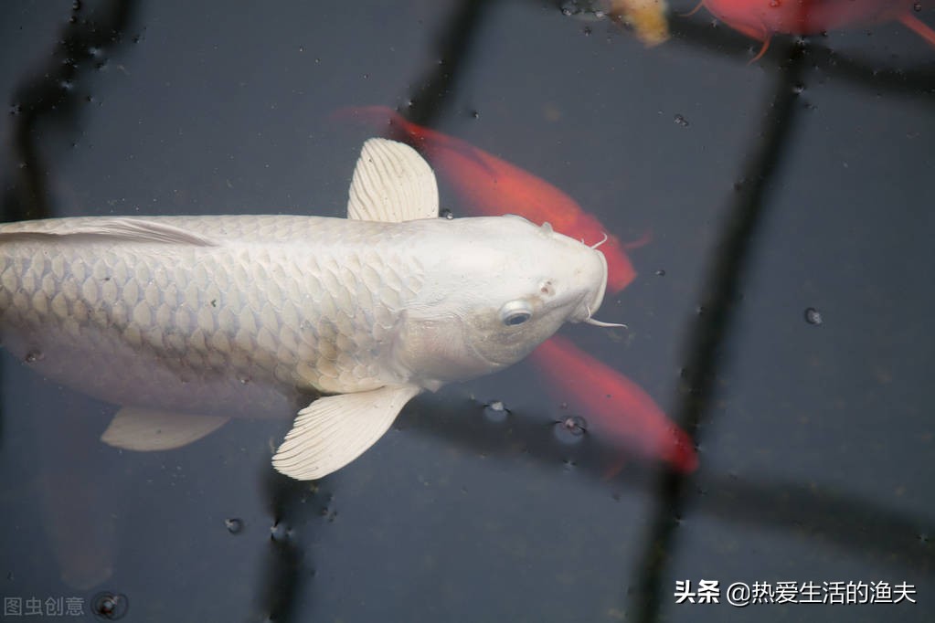 锦鲤身上有血丝用什么药治,锦鲤鱼鳞上有红色血丝