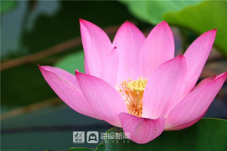 “接天莲叶无穷碧”德州减河湿地景区“映日荷花别样红”