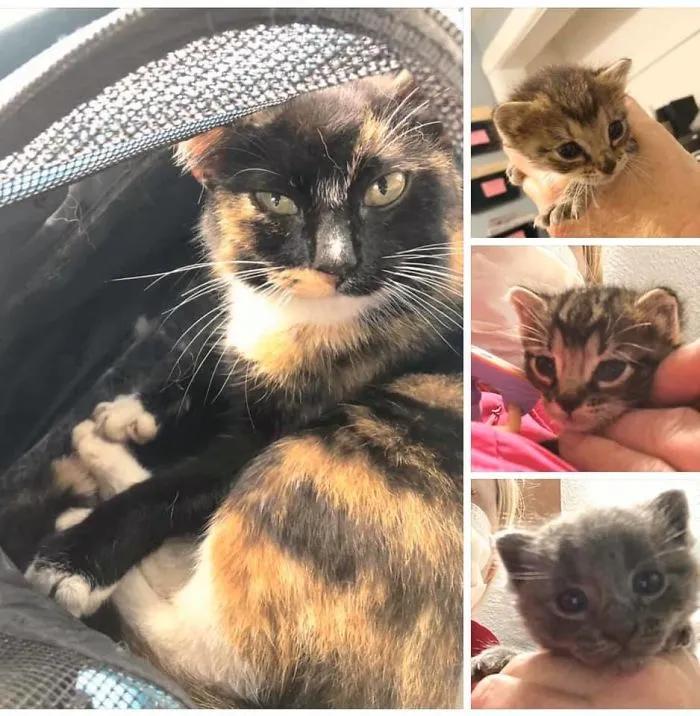 关于猫咪的可爱故事,可爱的小猫咪儿童故事