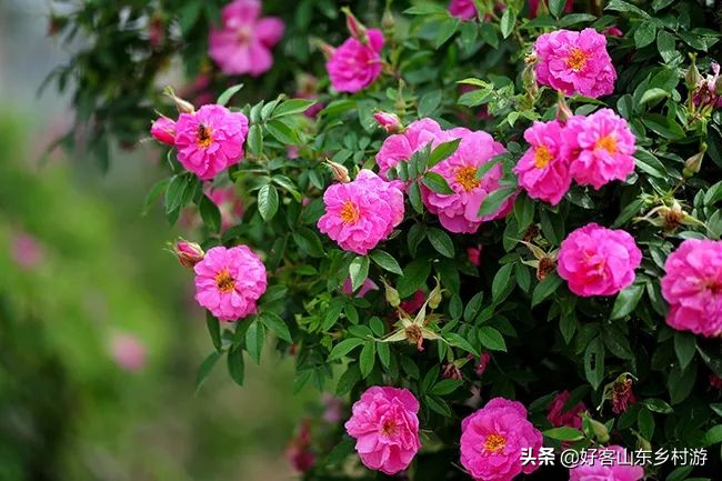 济南春季赏花自驾,济南踏青赏花新模式