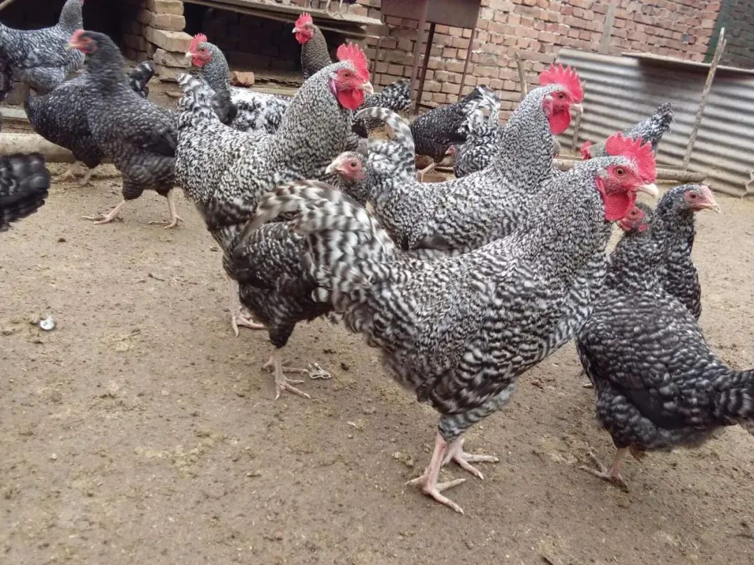 芦花鸡的奥秘,芦花鸡的优点