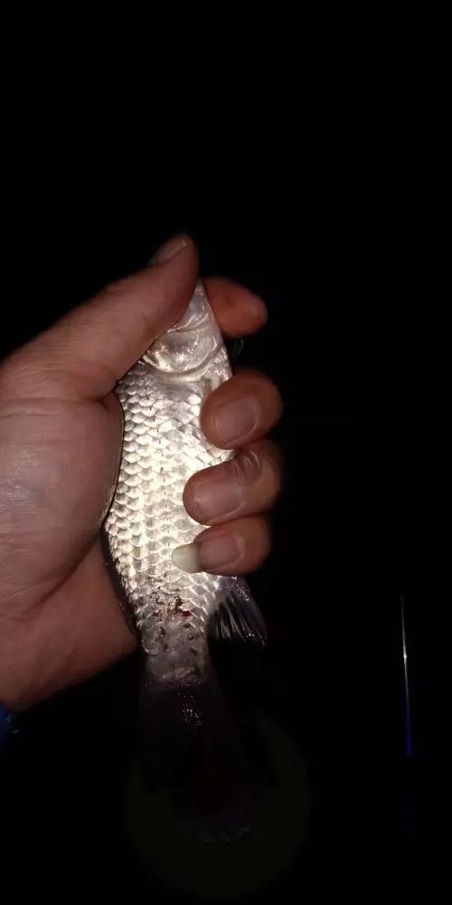 本汀财神鲫竿,本汀财神鲫完整版