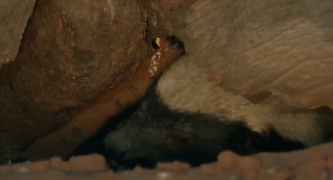 蜜獾两小时后继续享用毒蛇,蜜獾凶猛攻击人类