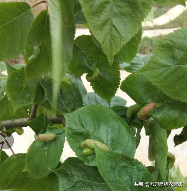 桃树叶子卷曲是什么病虫害,秋季桃树叶背面有小虫