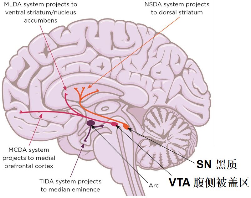 多巴胺神经元死亡还能恢复吗,多巴胺临终