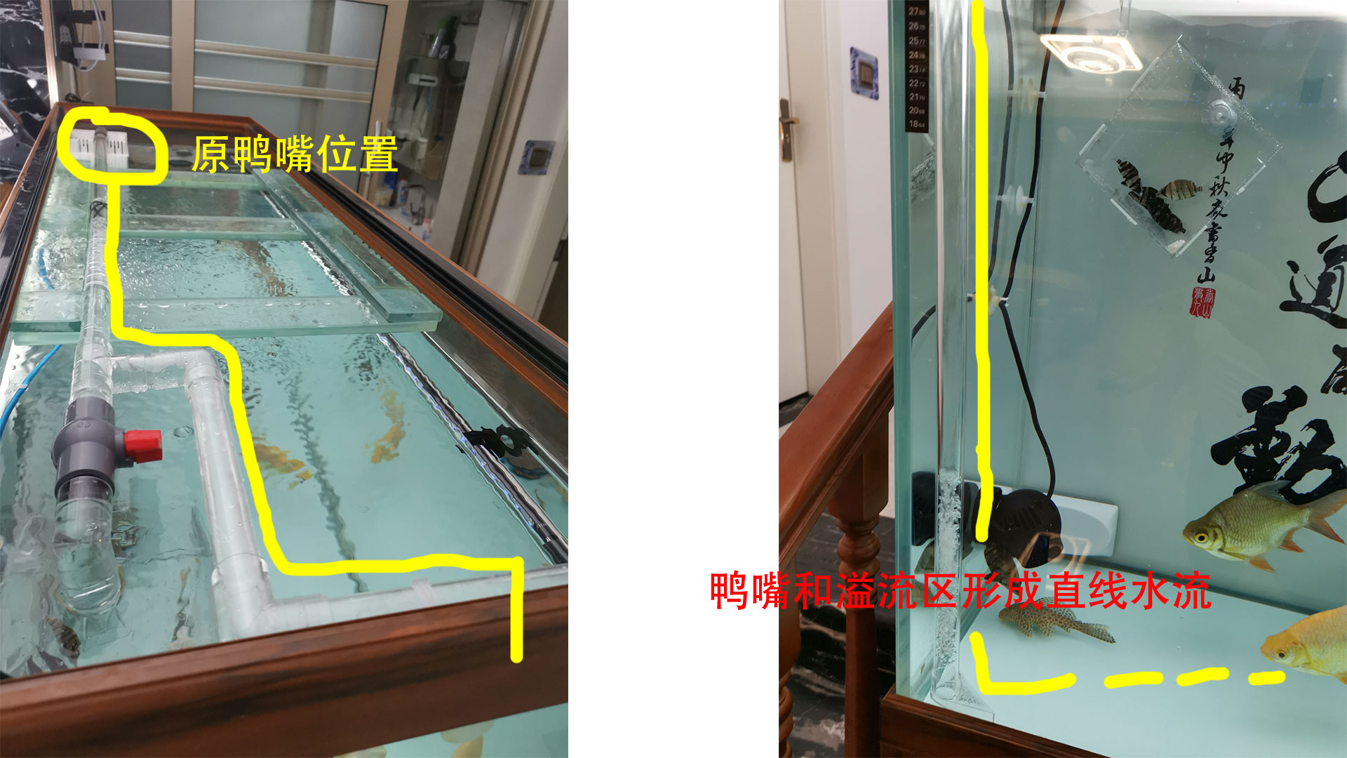 底滤鱼缸里鱼粪排不出去,底滤鱼缸鱼屎吸不走怎么办