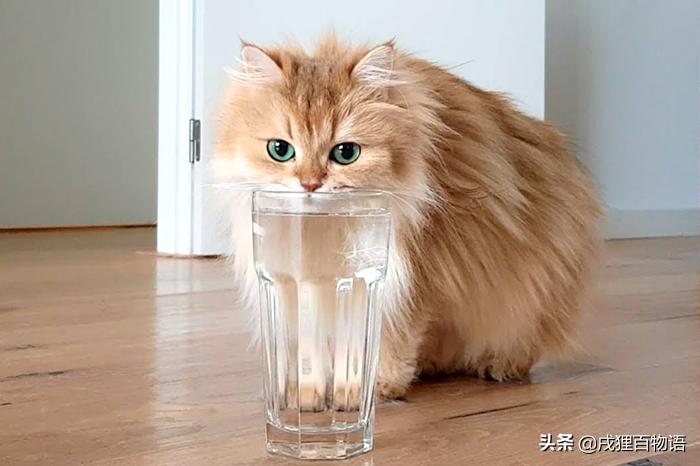 猫咪尿频、尿不出，小心尿结石