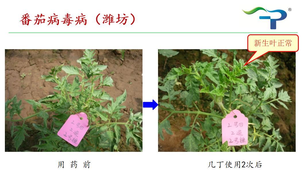 几丁聚糖农药作用机理,几丁聚糖在植物中的作用