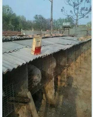 貉子都有什么病,貉子腹泻是什么原因