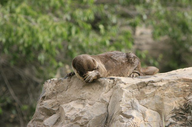 小爪水獭动物园,唐朝动物园小水獭