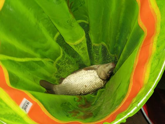 本汀金迦潘7.2米鱼竿测试,本汀宗师108跟金迦潘怎么选