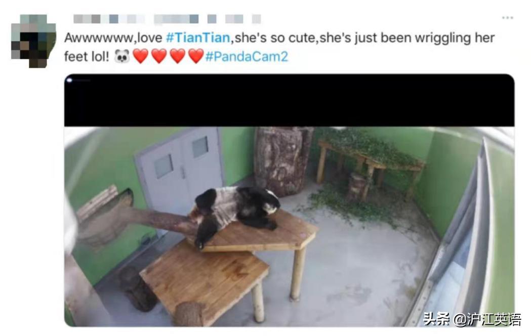 外国疫情下的大熊猫,英国大熊猫被送回中国