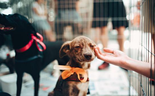 狗子疫苗怎么打避坑,狗子每年都要打疫苗吗