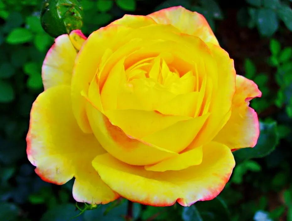 和平月季的价格,和平月季优缺点