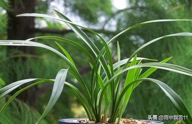 兰花叶尖发黑发黄是怎么回事,怎么判断兰花浇水缺水了