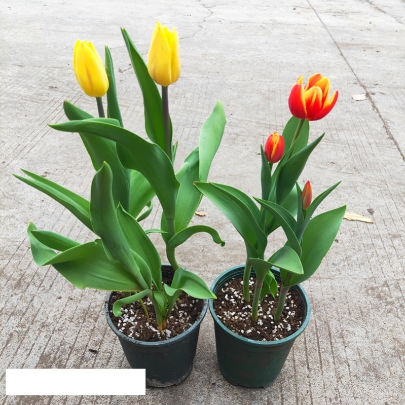 好养的盆栽花卉排名前十,盆栽花比较好养的有哪些