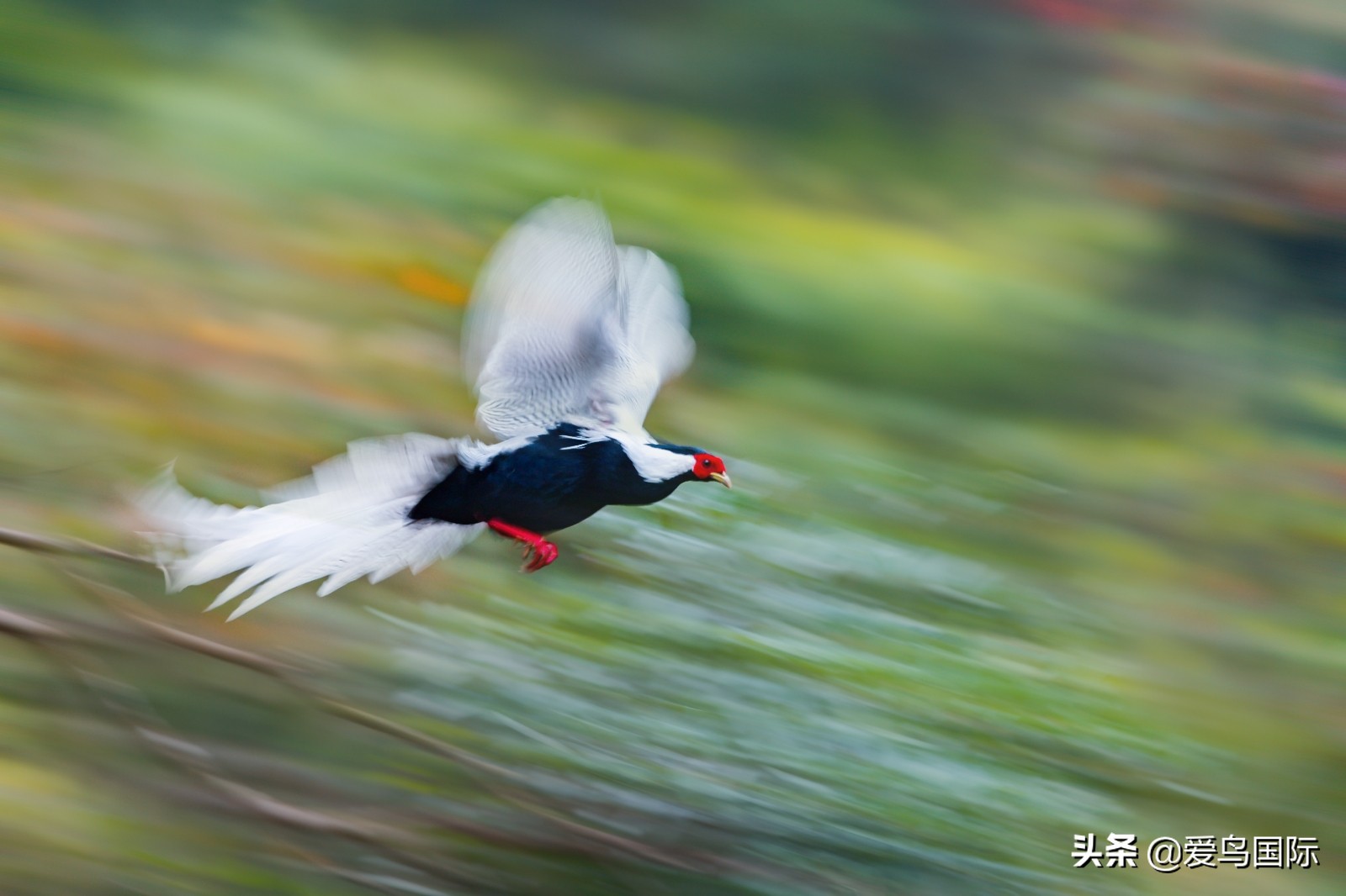 鸟类图片大全大图观赏,鸟类照片合集