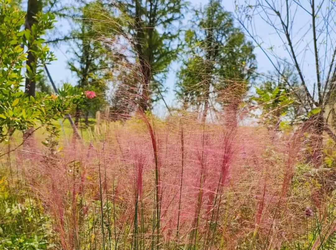 上海观赏草,上海之鱼冬天风景