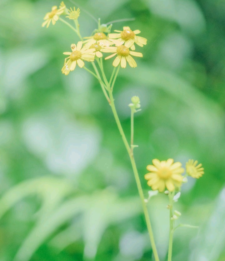 天生反骨喜欢跟人反着来,喜欢整人有反骨的星座