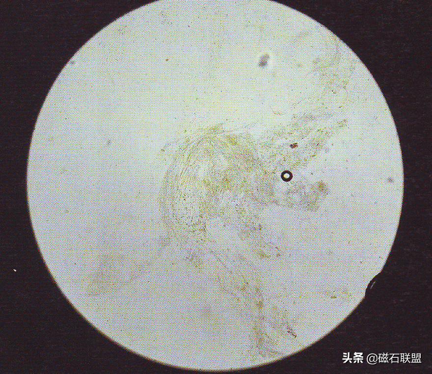 揭秘宠物医院检查项目之便检：什么是便检，为什么狗需要做便检？
