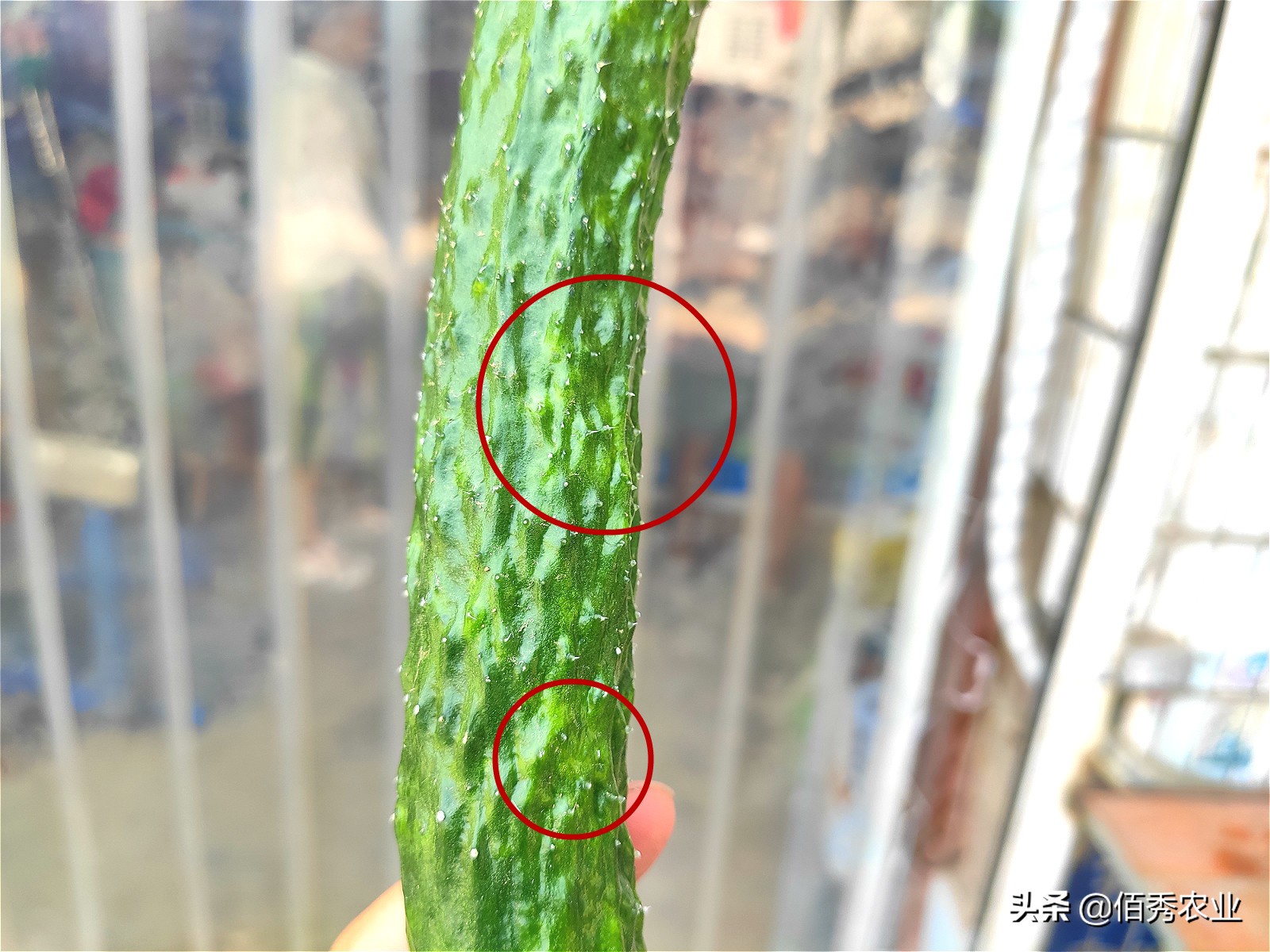 黄瓜叶片呈伞状是啥原因,黄瓜叶片穿孔是什么病