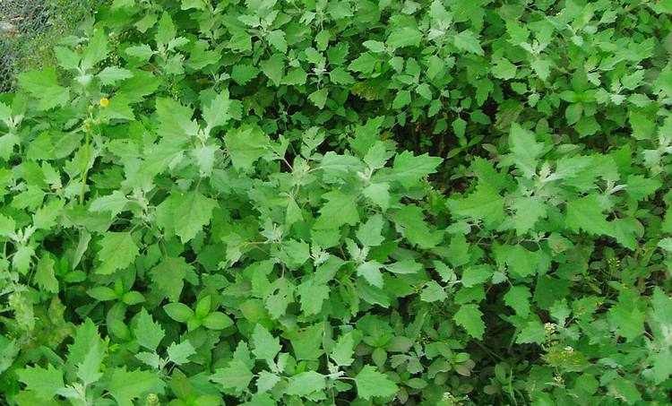 农村常见的杂草有哪些,农村墙角不起眼的一种野草