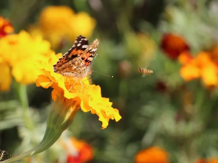 *疆新**的蝴蝶，惊世骇俗