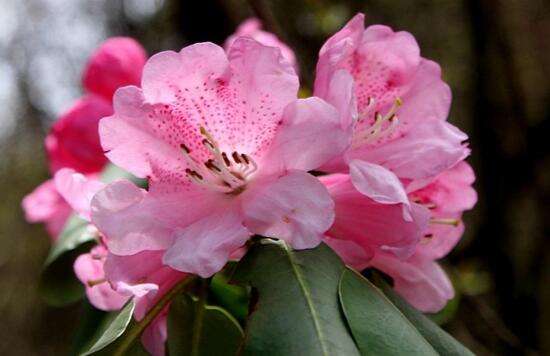 杜鹃花植物图片大全,最漂亮的杜鹃花品种有哪些