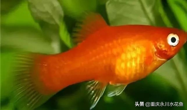 十种最漂亮的观赏鱼视频播放,观赏鱼60条