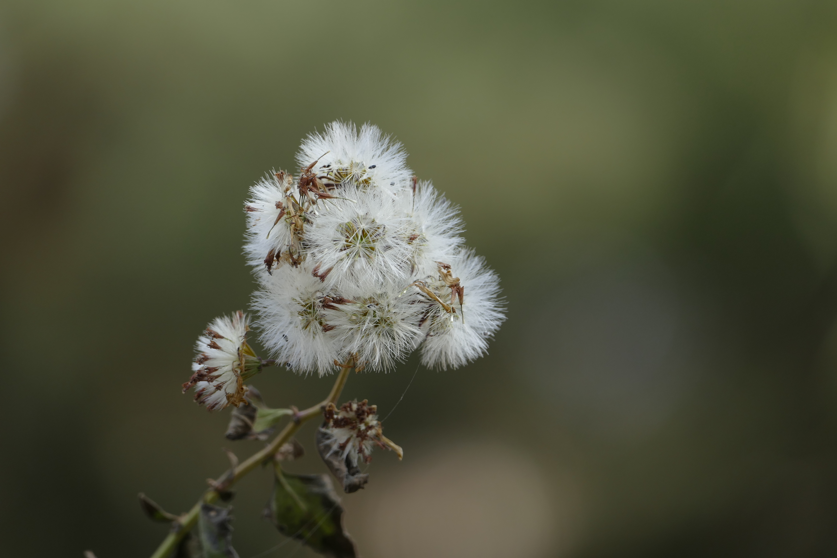 眼科良方书,眼科专用中草药