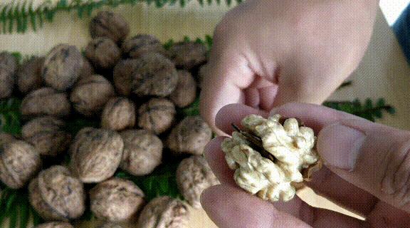 爬20米高用竹竿打下的这口“老树鲜核桃”，脆嫩鲜甜，别处买不到