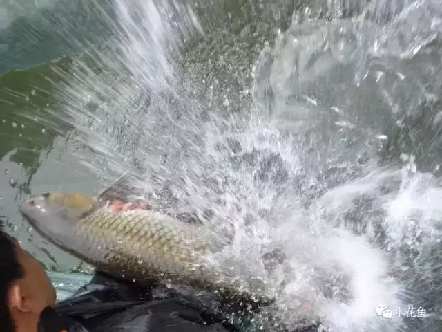 想要鱼养得好最重要的是经常换鱼,养鱼需要注意的常见病