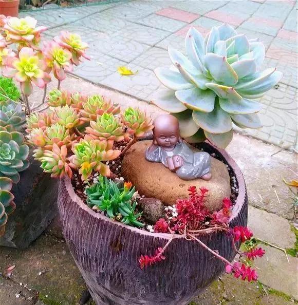 收到多肉之后干巴巴的怎么办,钱串子多肉总是干巴巴