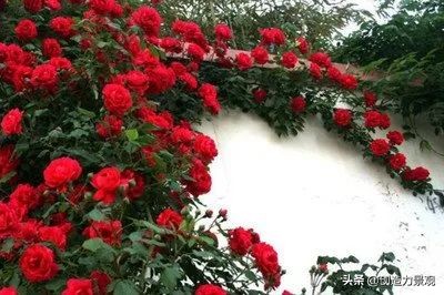 三种最旺家的爬藤植物,最好种的爬藤植物