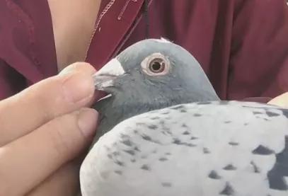 赛鸽单眼伤风的治疗与预防,赛鸽发烧会引起单眼伤风吗