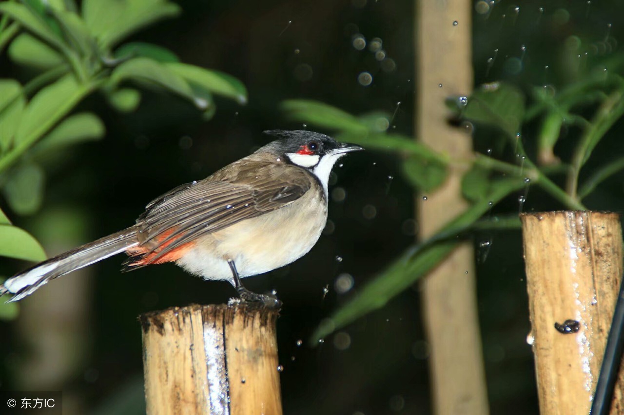 益智宝贝早教0-3岁音乐,婴儿早教音乐100首必听