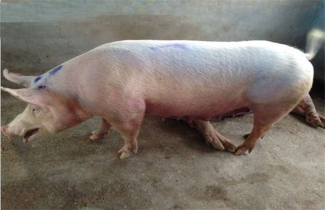 猪咳嗽气喘打什么针能彻底治疗,猪喘气厉害有点咳怎么调养