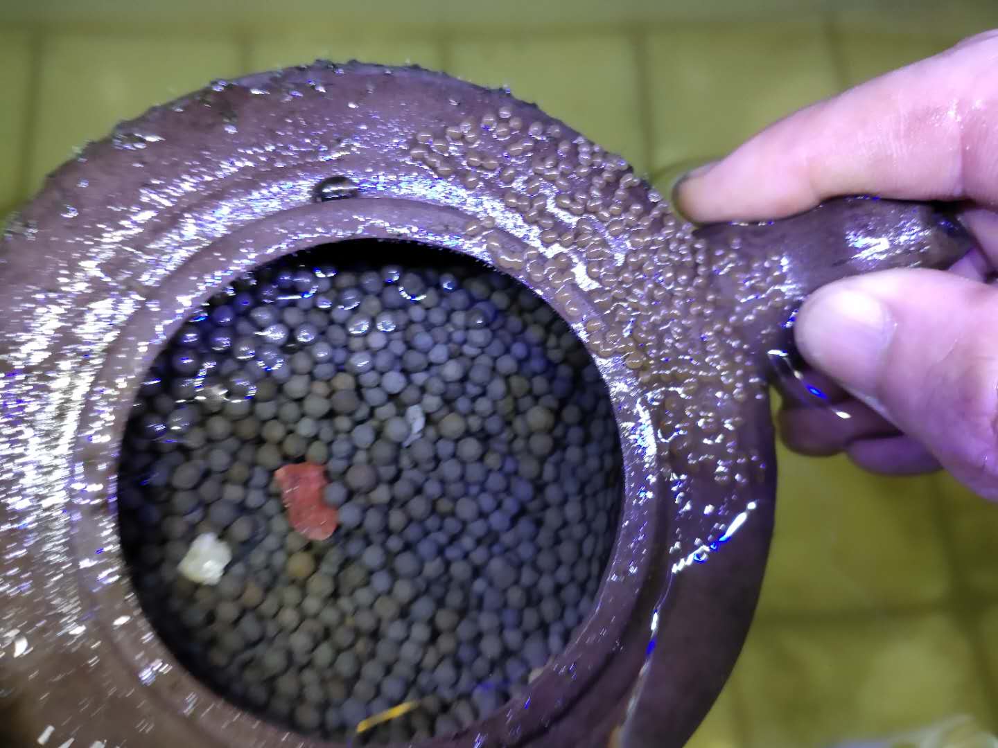 发现观赏鱼在鱼缸里产卵,鹦鹉鱼观赏鱼产卵怎么孵化