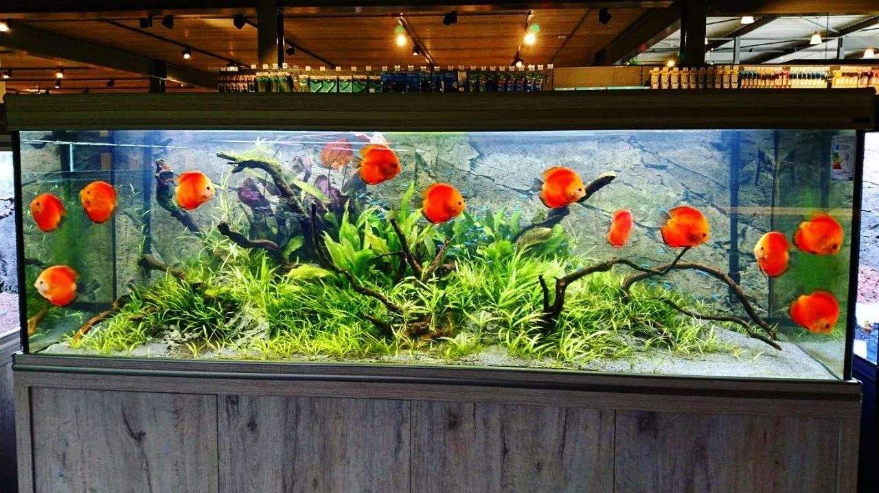 铺底砂养七彩神仙鱼造景,七彩神仙鱼缸造景效果图