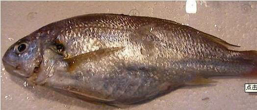 中国海鲜河鲜,市场河鲜海鲜种类大全